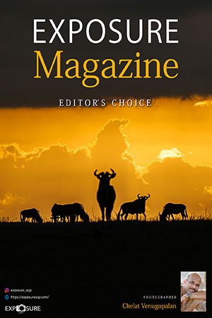Exposure Magazine Editor's Choice 